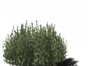 A collection of tree models 3D Model