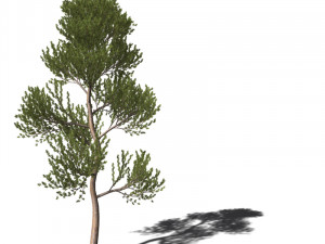 A collection of tree models 3D Model