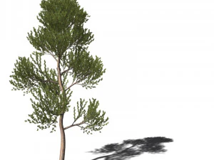 A collection of tree models 3D Model