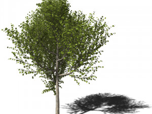 A collection of tree models 3D Model