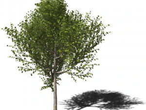 A collection of tree models 3D Model