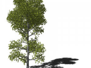 A collection of tree models 3D Model