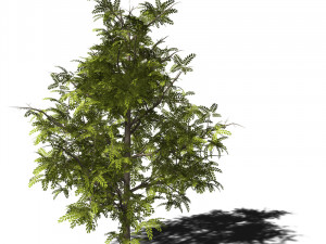 A collection of tree models 3D Model