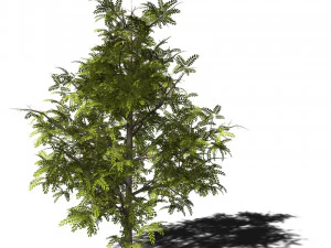 A collection of tree models 3D Model