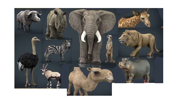 African wildlife 3D Model .c4d .max .obj .3ds .fbx .stl .blend 