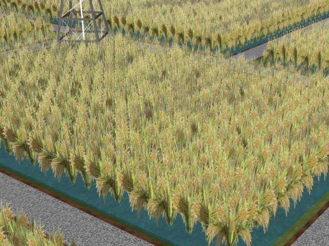 SU Model of Beautiful Rural Rice Field 3D Model