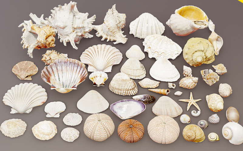 Realistic Shell Collection 3D Model .c4d .max .obj .3ds .fbx .stl .blend 