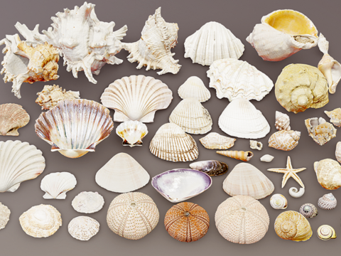 Realistic Shell Collection 3D Model