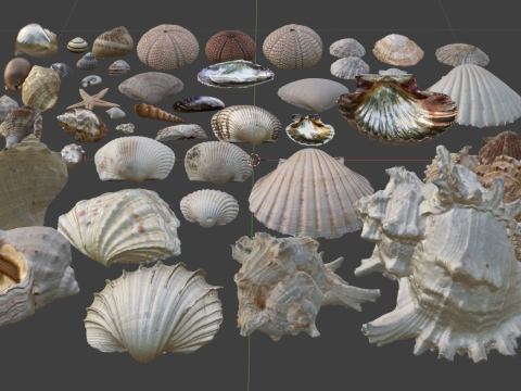 Realistic Shell Collection 3D Model