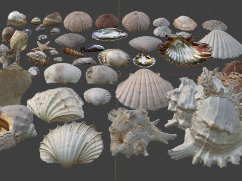 Realistic Shell Collection 3D Model