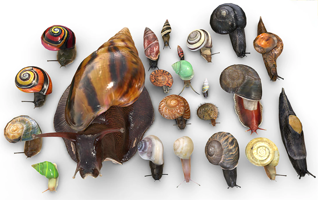 Realistic Snail Collection 3D Model .c4d .max .obj .3ds .fbx .stl .blend 