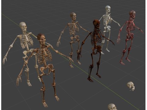 Human Remains Collection 3D Model