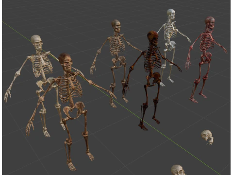 Human Remains Collection 3D Model