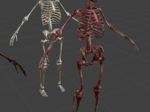 Human Remains Collection 3D Model