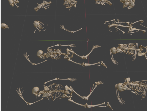 Human Remains Collection 3D Model