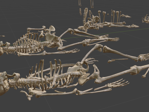 Human Remains Collection 3D Model