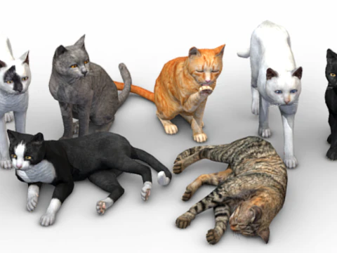 Coleção realista de gatos Modelo 3D