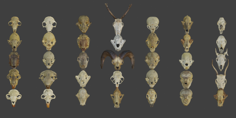 Low face animal skull Modello 3D .c4d .max .obj .3ds .fbx .stl .blend 