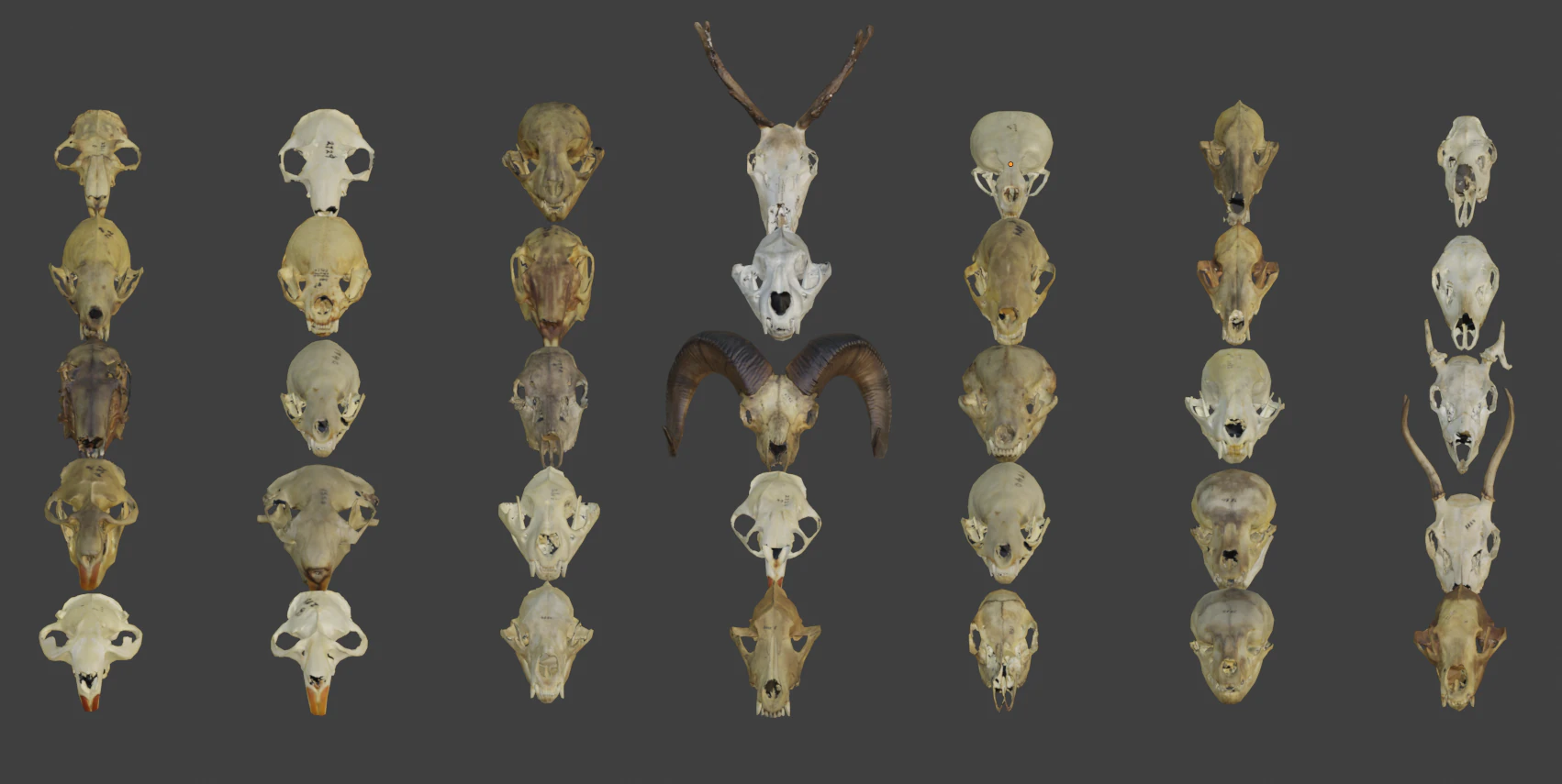 Low face animal skull 3D Model .c4d .max .obj .3ds .fbx .stl .blend