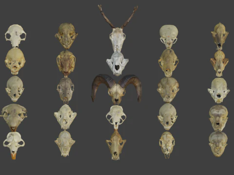 Cr&acirc;nio de animal de rosto baixo Modelo 3D