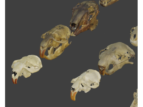 Low face animal skull Modello 3D