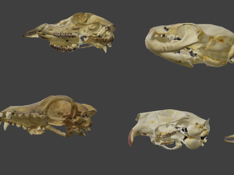 Low face animal skull Modello 3D