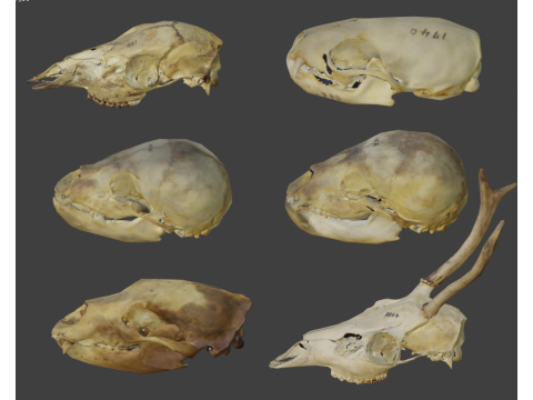 Low face animal skull Modello 3D