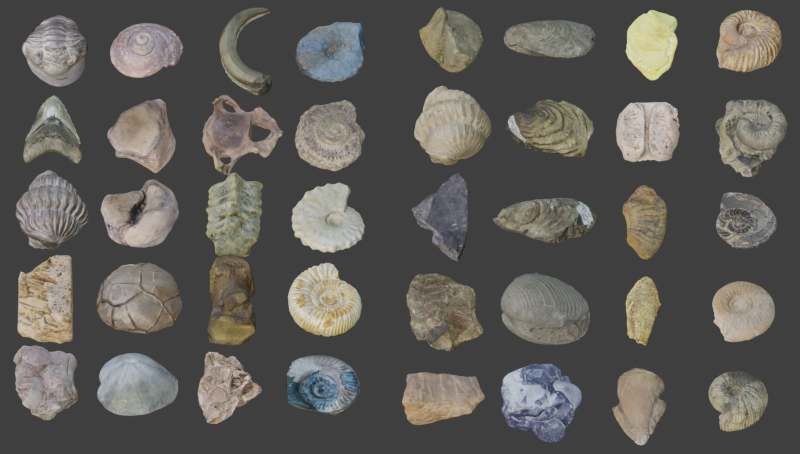 Collection of Fossil Assets 3D 모델 .c4d .max .obj .3ds .fbx .stl .blend 