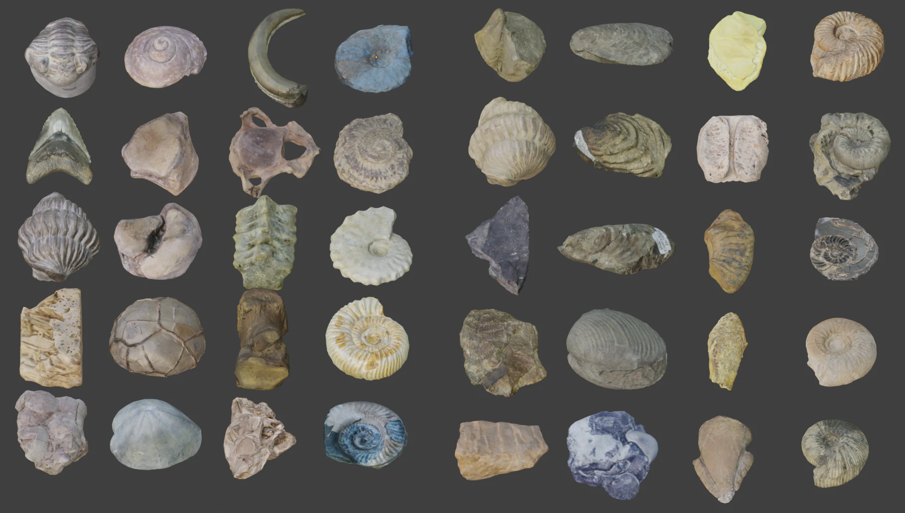 Collection of Fossil Assets 3D Model .c4d .max .obj .3ds .fbx .stl .blend