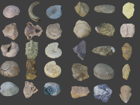 Collection of Fossil Assets Model 3D