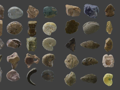 Collection of Fossil Assets 3D Model