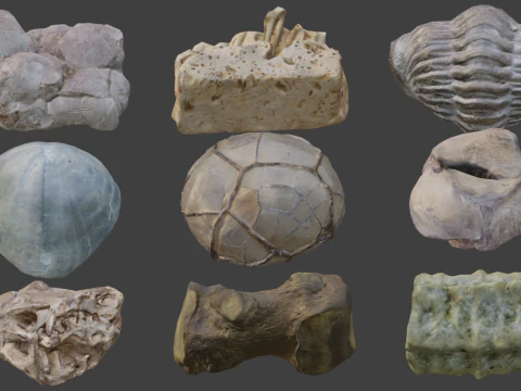 Collection of Fossil Assets 3D Model