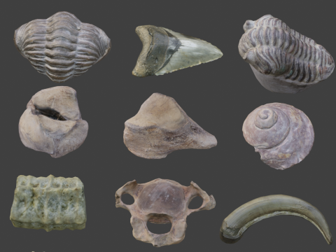 Collection of Fossil Assets 3D 모델