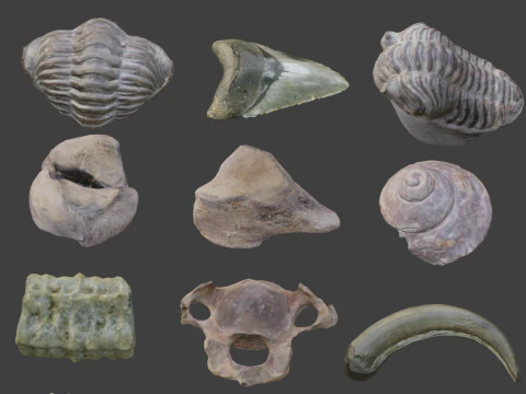 Collection of Fossil Assets 3D Model