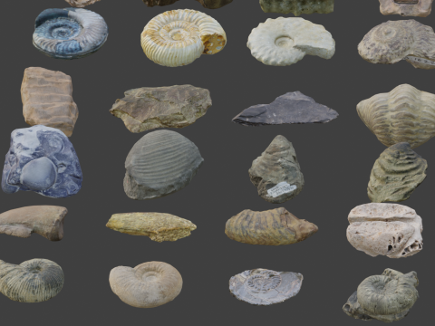 Collection of Fossil Assets 3D 모델
