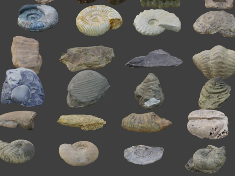 Collection of Fossil Assets 3D Model