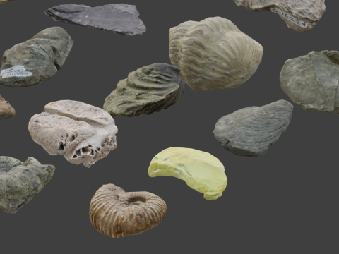 Collection of Fossil Assets 3D 모델