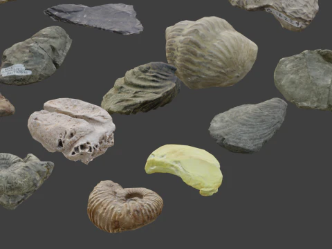 Collection of Fossil Assets 3D Model