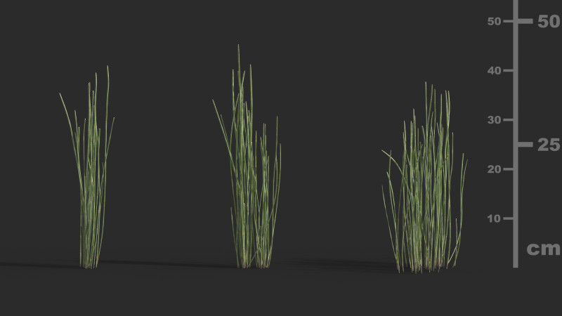 Aquatic plant model 3D 模型 .c4d .max .obj .3ds .fbx .stl .blend