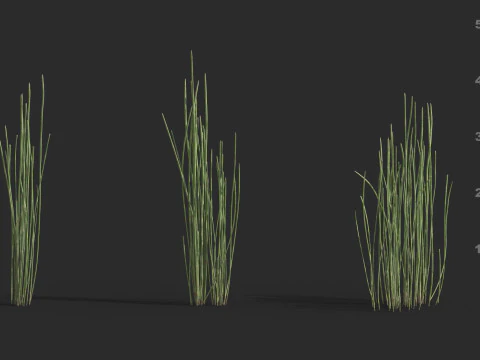 Model rośliny wodnej Model 3D