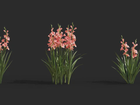 Aquatic plant model 3D Model