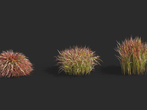 Aquatic plant model 3D 模型