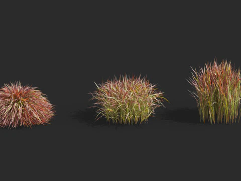 Aquatic plant model 3D Model