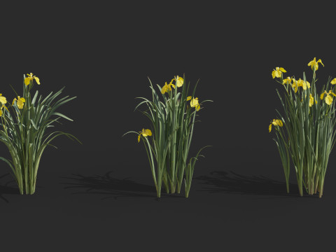 Aquatic plant model 3D 模型
