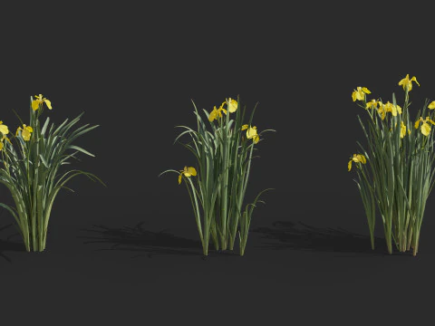 Aquatic plant model 3D Model