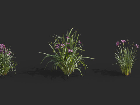 Aquatic plant model 3D 模型