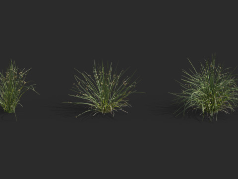 Aquatic plant model 3D 模型