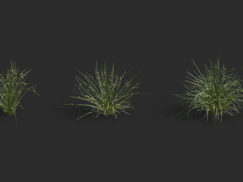 Aquatic plant model 3D Model