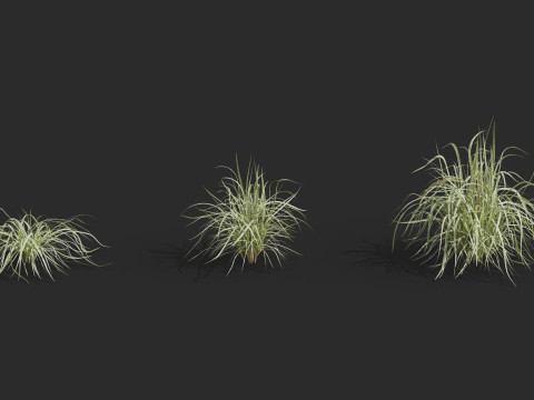 Aquatic plant model 3D 模型