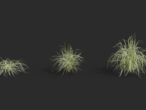 Aquatic plant model 3D Model